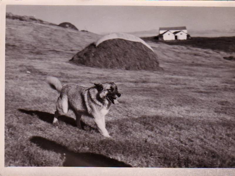 1960_nero.jpg 1960_nero.jpg