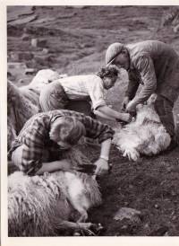1954_ryja.jpg