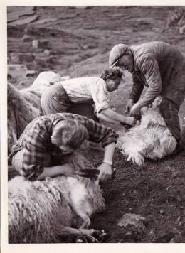 1954_ryja.jpg