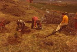 1980_fyrstu_tre_n_greni.jpg